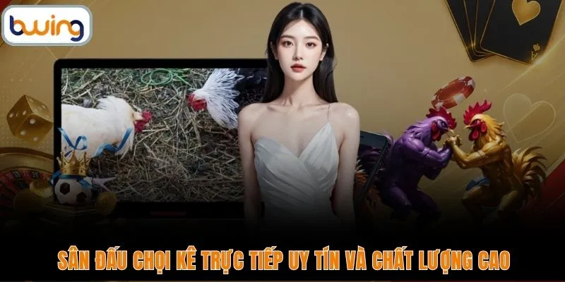 Sân đấu chọi kê trực tiếp uy tín và chất lượng cao